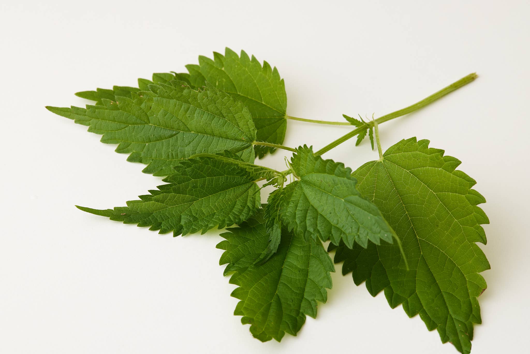 Tulsi Bloom Conditioner