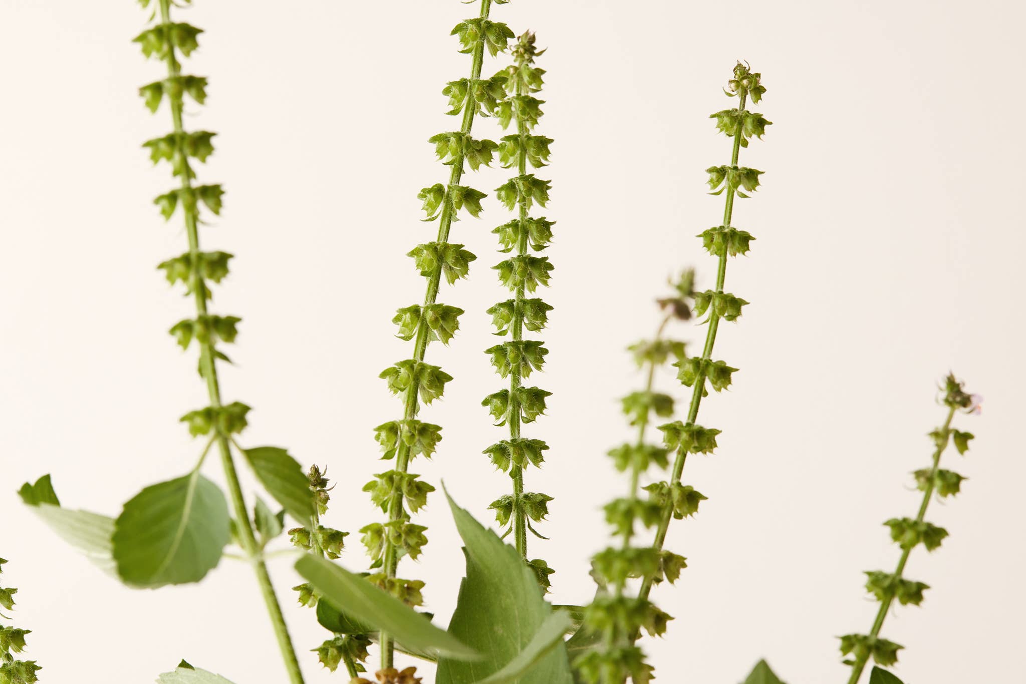 Tulsi Bloom Conditioner